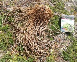 アスパラガス育て方OATアグリオ栽培メディア