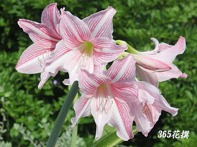 アマリリスの正しい育て方と簡単なお手入れ方法人気が高い10品種も紹介