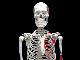 Amazon.co.jp: 人体上半身骨格モデル 人体関節骨モデル ティーチングを含む上肢骨の解剖モデル : 産業・研究開発用品