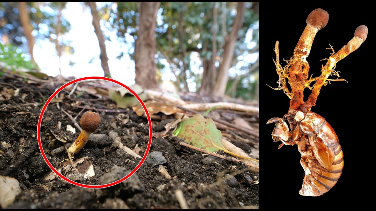 冬虫夏草 虫に寄生するキノコ- YouTube