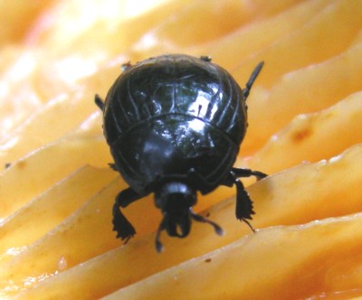 甲虫画像リスト