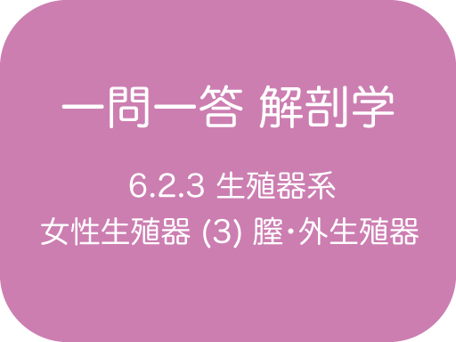 腟前庭球動脈 - e-Anatomy - IMAIOS