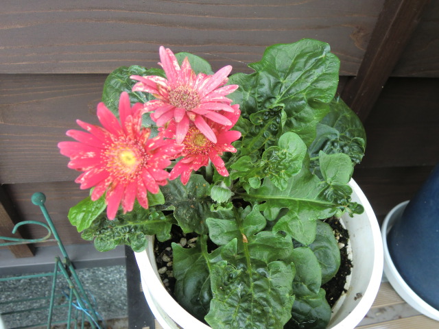 旬花」華やかなガーベラの魅力 ガーベラの種類や育て方は？マイナビ農業