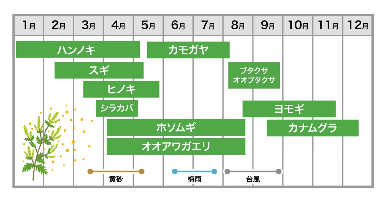イネ科花粉症 カモガヤ発見！ : たけお耳鼻咽喉科のブログ四日市市小杉新町