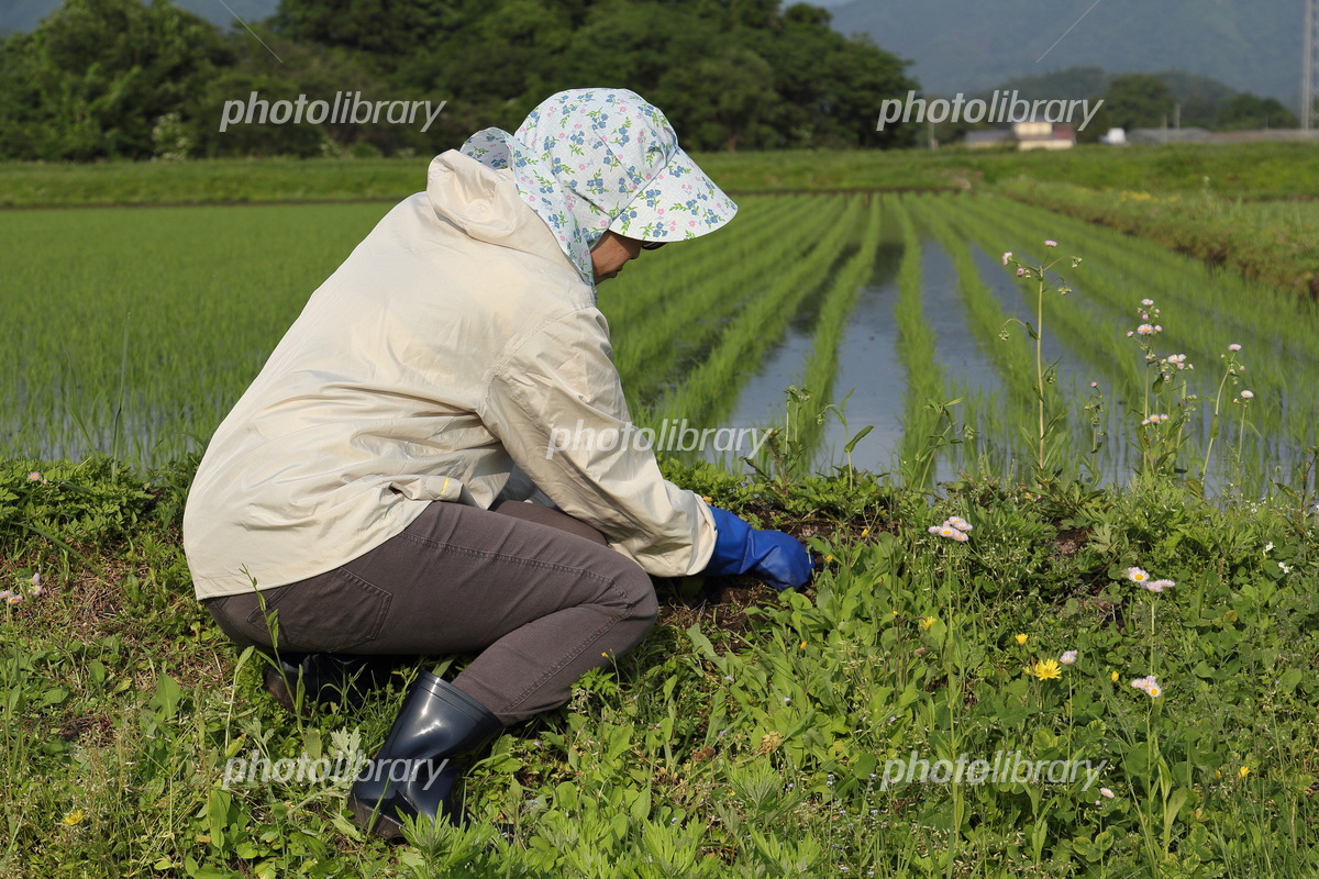 農作業をお願いしたい - 公益財団法人 東松山市農業公社
