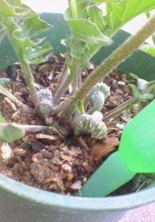 ガーベラのうどんこ病の治療方法は