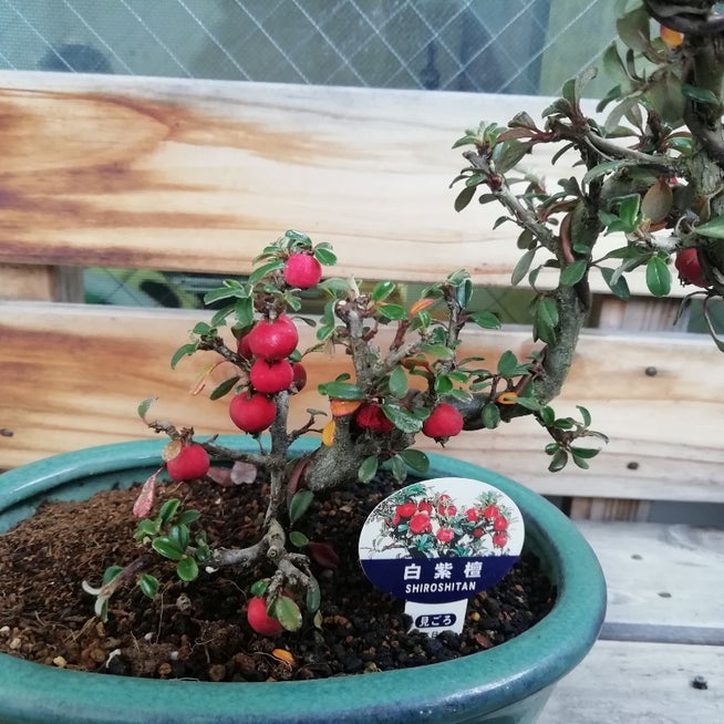 ミニ盆栽の作り方・育て方！ シロシタン植物の栽培のはてな