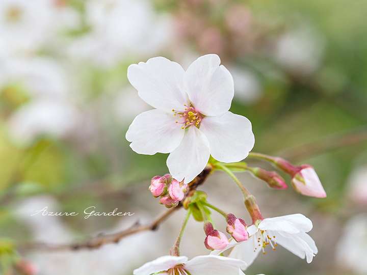 アーモンドの花言葉・意味由来はギリシャ神話？サクラの花に似ている理由も解説HanaSaku