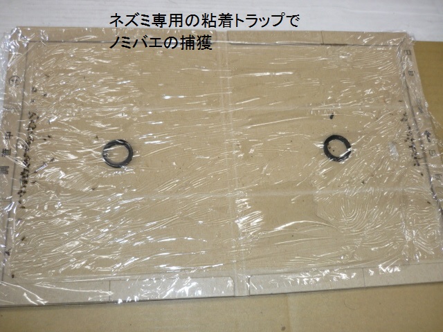 名古屋市:小型のハエ類について 暮らしの情報