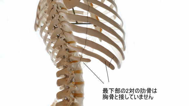 浮肋 - vet-Anatomy - IMAIOS