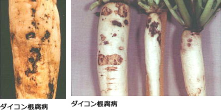 大根病害レポート栽培ポイント・病害虫対策渡辺農事株式会社野菜種子の生産と販売、農業資材および園芸資材の販売