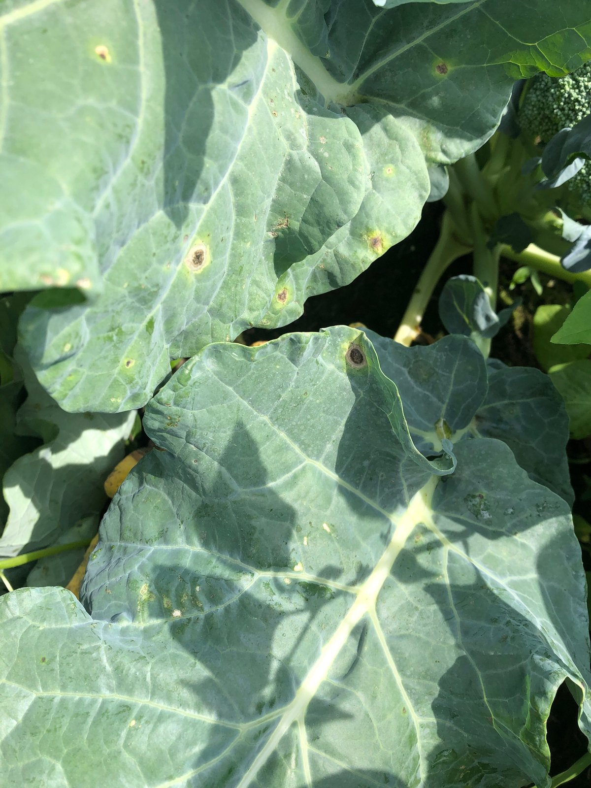 葉裏につく虫！ コナジラミについての紹介！すす病やウイルスを持ってくるかも！糸満フルーツ園 けんちゃん