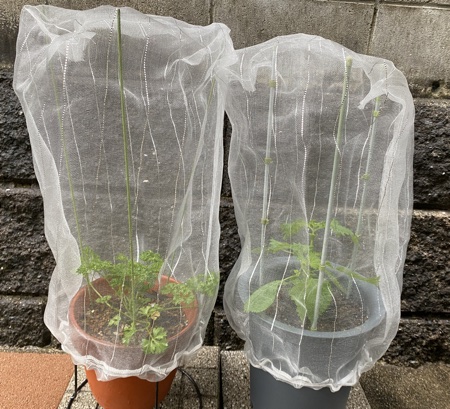 虫除け目的でハーブを植えている方、効果はどうでしょうか？ま 園芸相談Q＆Aみんなの趣味の園芸