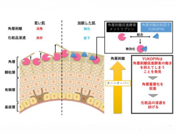 メナード、老化細胞の分泌物が肌再生を阻害することを発見 - 化粧品業界人必読！週刊粧業オンライン