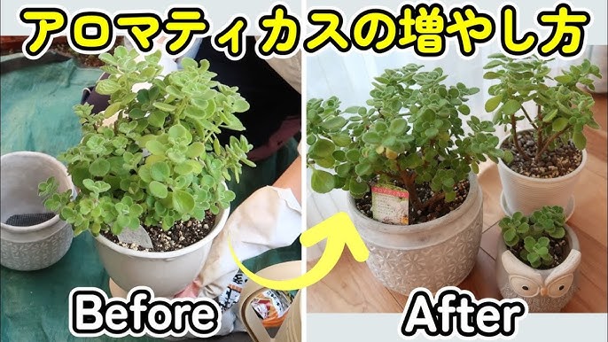 アロマティカスの株分けと挿し木のやり方をご紹介！育て方のポイント ハーブ多肉植物