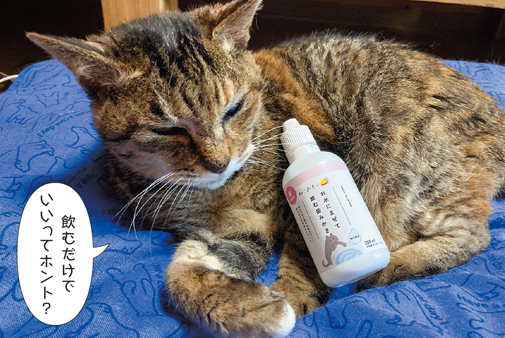 楽天市場365日配送獣医師監修 犬 猫 口腔ケア サプリ 粉末 パウダー 口臭 歯石 予防 ペット ふりかけ 歯磨き 口内ケア デンタルケアオーラルケア 国内製造 サプリメント ヒューマングレード ビフィズス菌 PETLINKMORE ペットリンクモア 20g 45g 分包 : 緑葉風