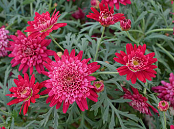 キク科の花 花一覧。画像・写真や花言葉も花言葉-由来