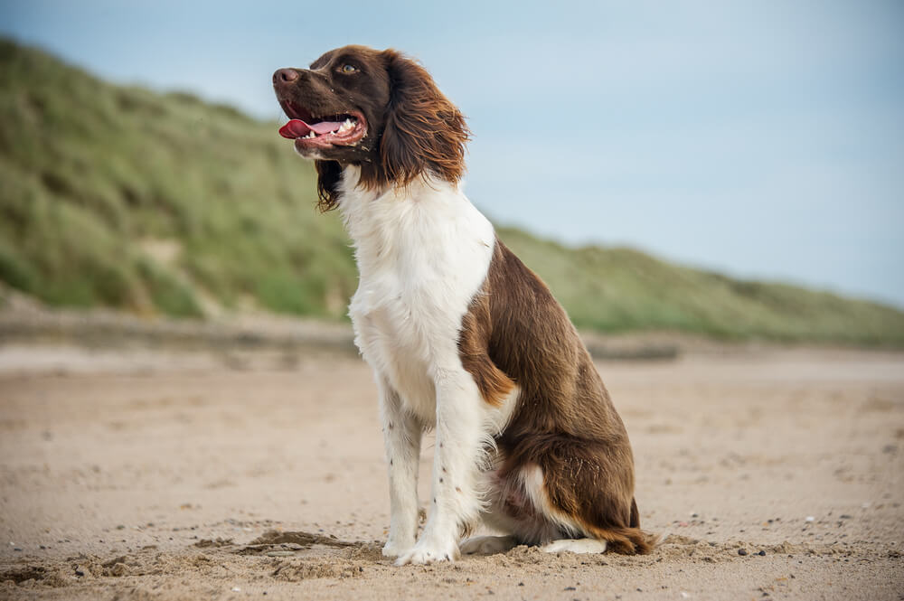 イングリッシュスプリンガースパニエルWoof ウーフ