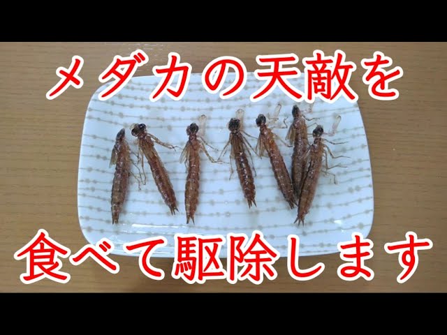 メダカの天敵！舞めだかのブログ