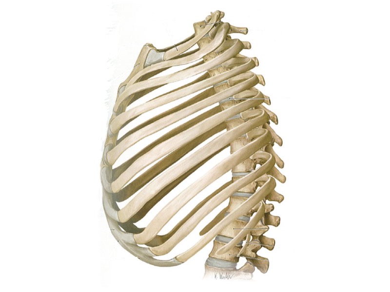 肋骨についてダンサーが知っておきたい事Dancer's Life Support