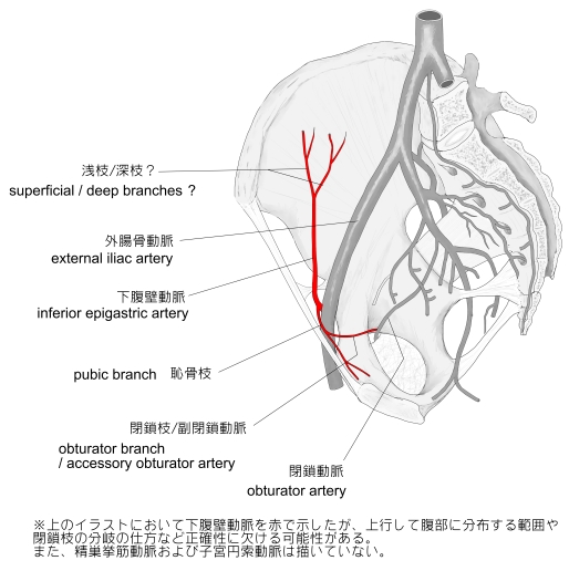 閉鎖動脈の恥骨枝 - e-Anatomy - IMAIOS