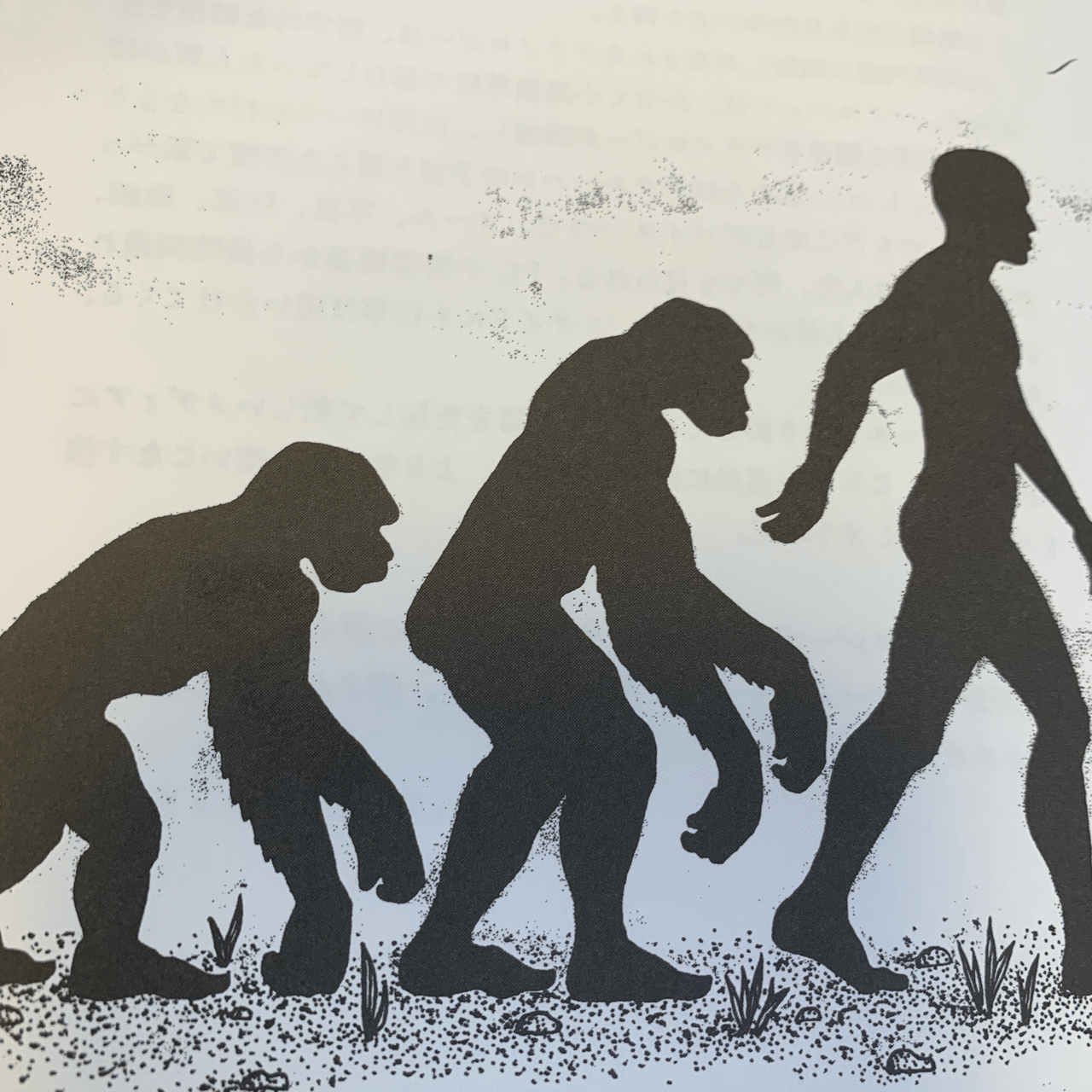 6,904 人類の進化 High Res Illustrations - Getty Images人類 進化, Hominidevolution, 猿 進化