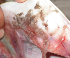 刺身に白い粒がないか確認しよう大阪健康安全基盤研究所