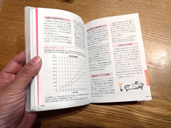 子宮内胎児の発育過程を示す L11 妊娠模型デラックスシリーズ