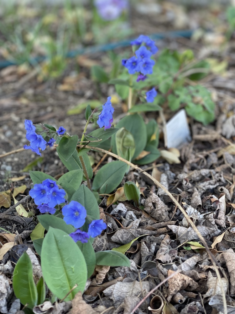 プルモナリアの育て方KINCHO園芸