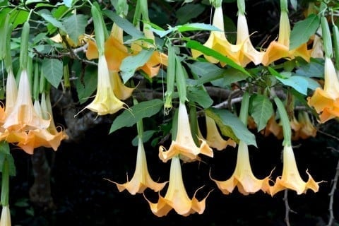 ダツラ DaturaかぎけんWEB