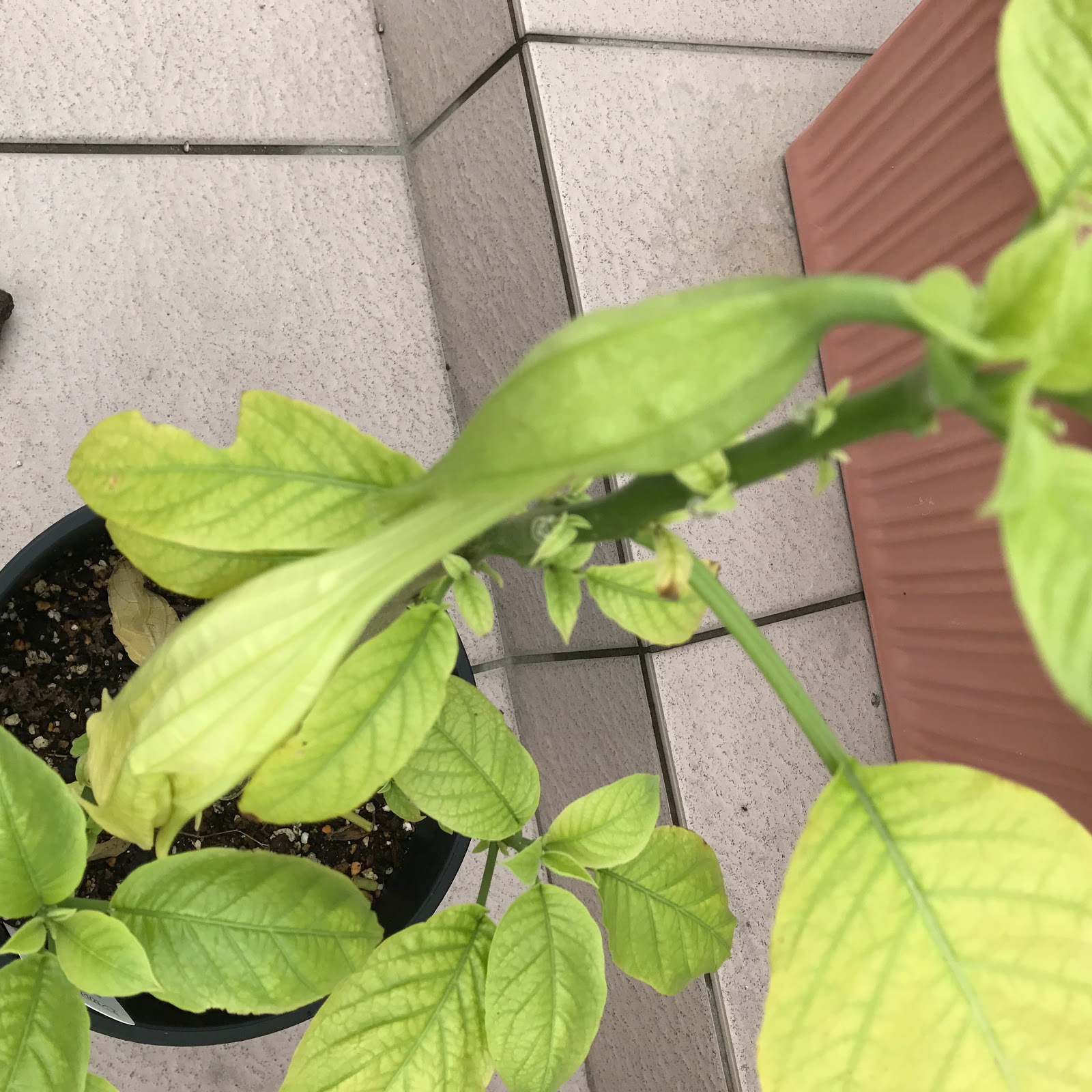 美しいものには毒が！サイエンスCAFE大日本図書