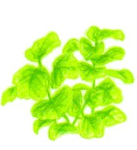 Rau dền ヒユナ・食用アマランサス 栽培 - 分子生物学者が菜園をやってみた