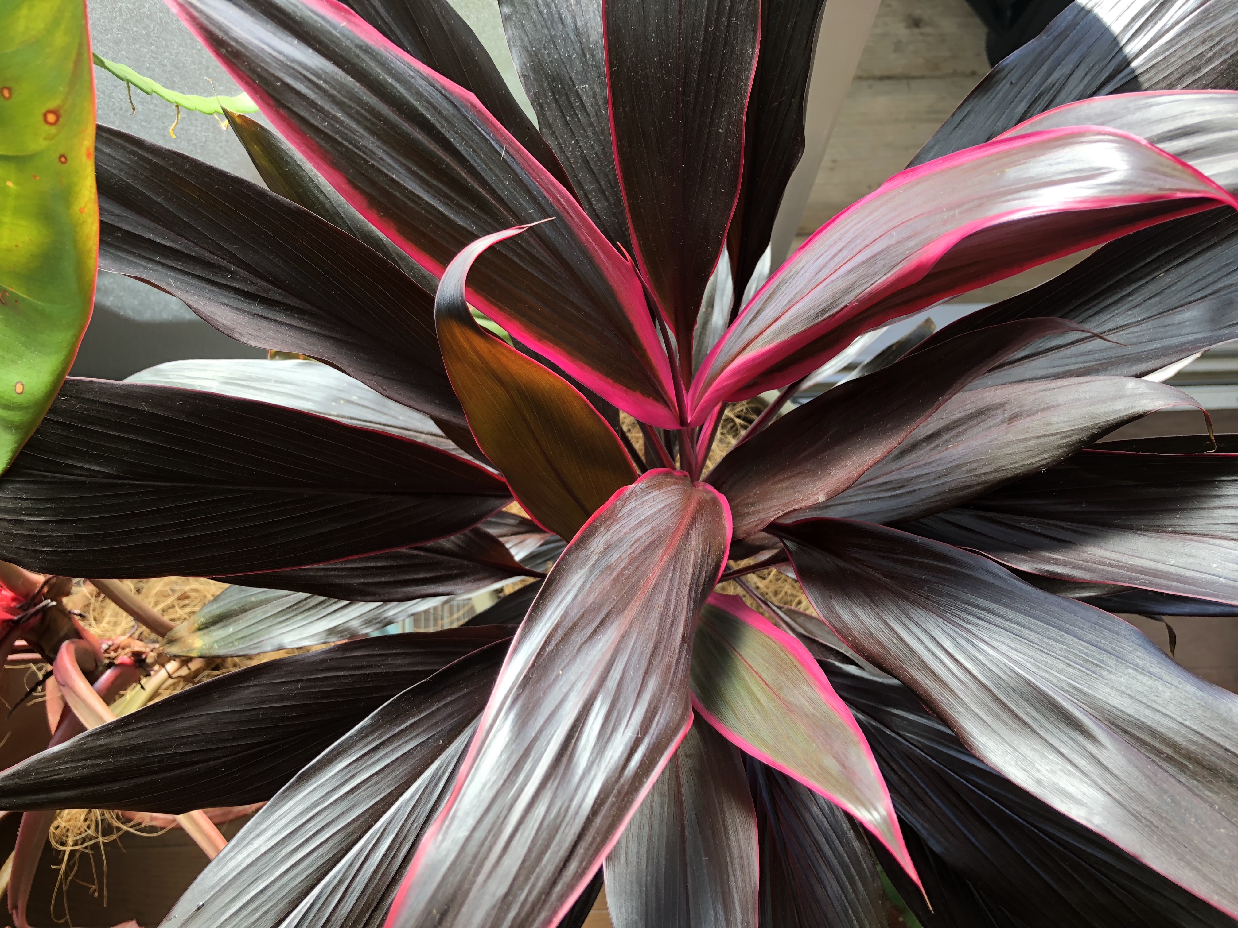 ドラセナとコルジリネは別人よっ！ コルジリネ編 チワワ社長