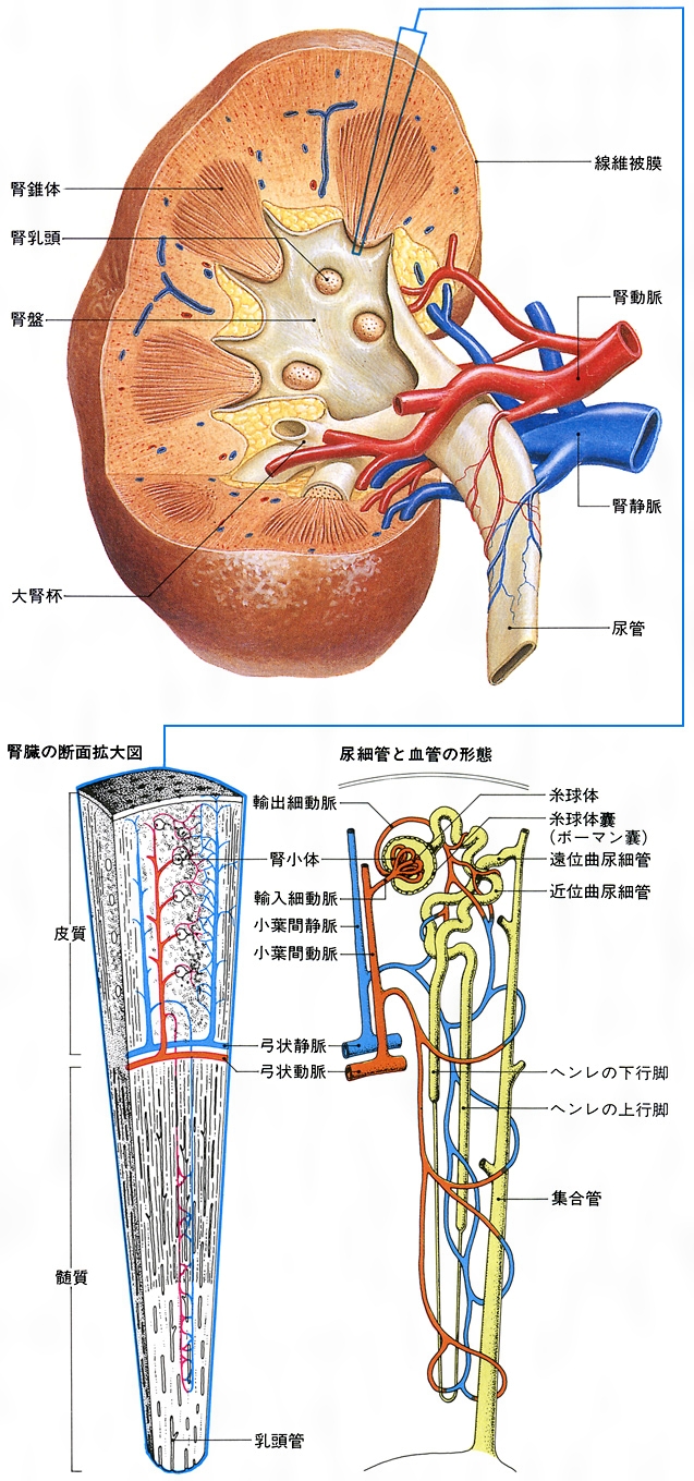 医学生道場 腎臓の解剖！腎動脈、腎静脈の位置は？ 解剖学腎臓内科医学生道場