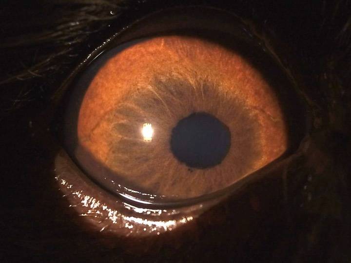 散瞳検査 – 滋賀県栗東駅前のくさか眼科ホームページ栗東・草津