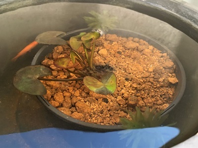 温帯睡蓮」植え替えの様子♪🍀GreenSnap グリーンスナップ