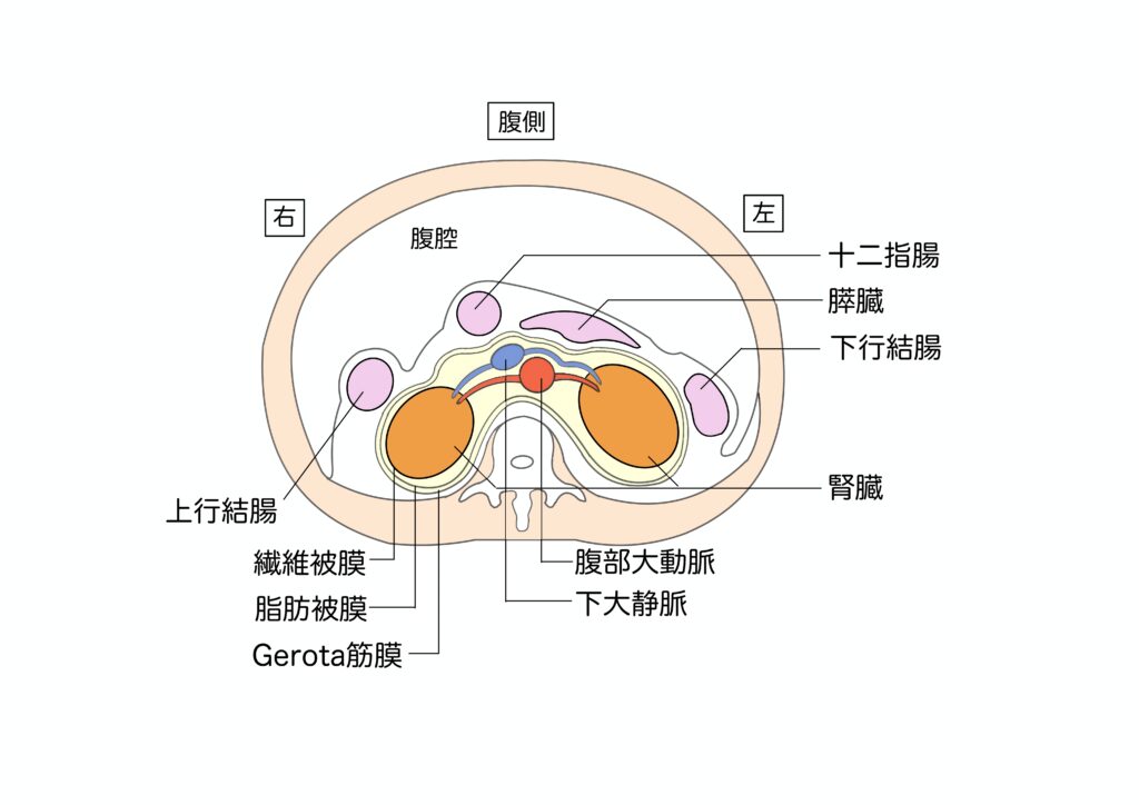 腎臓のはたらき 腎臓病・透析に関わるすべての人の幸せのための じんラボ