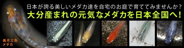 メダカの卵が白いのはカビ？白いモヤモヤ・カビの原因予防と対策 – メダカの飼い方.com