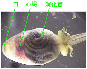 カエルが舌で獲物を捕まえる瞬間、唾液の粘度が変化するギズモード・ジャパン