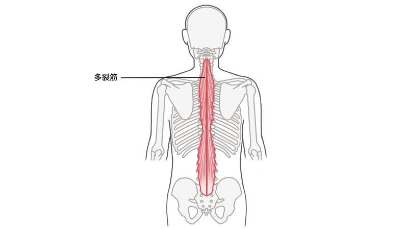 多裂筋イラスト無料イラスト・フリー素材なら「イラストAC」