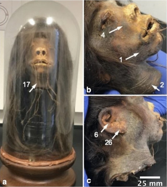 楽天市場 デッドヘッド 6年ラム 700ml 40度 正規品 干し首型デキャンタDeadhead Cask Aged Rum メキシコチアパス州産ラム kawahc : ウイスキー洋酒 大型専門店 河内屋