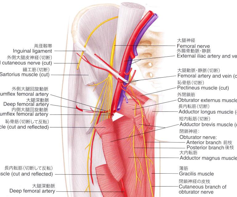 閉塞性動脈硬化症患者さん・ご家族の皆さま田辺三菱製薬株式会社
