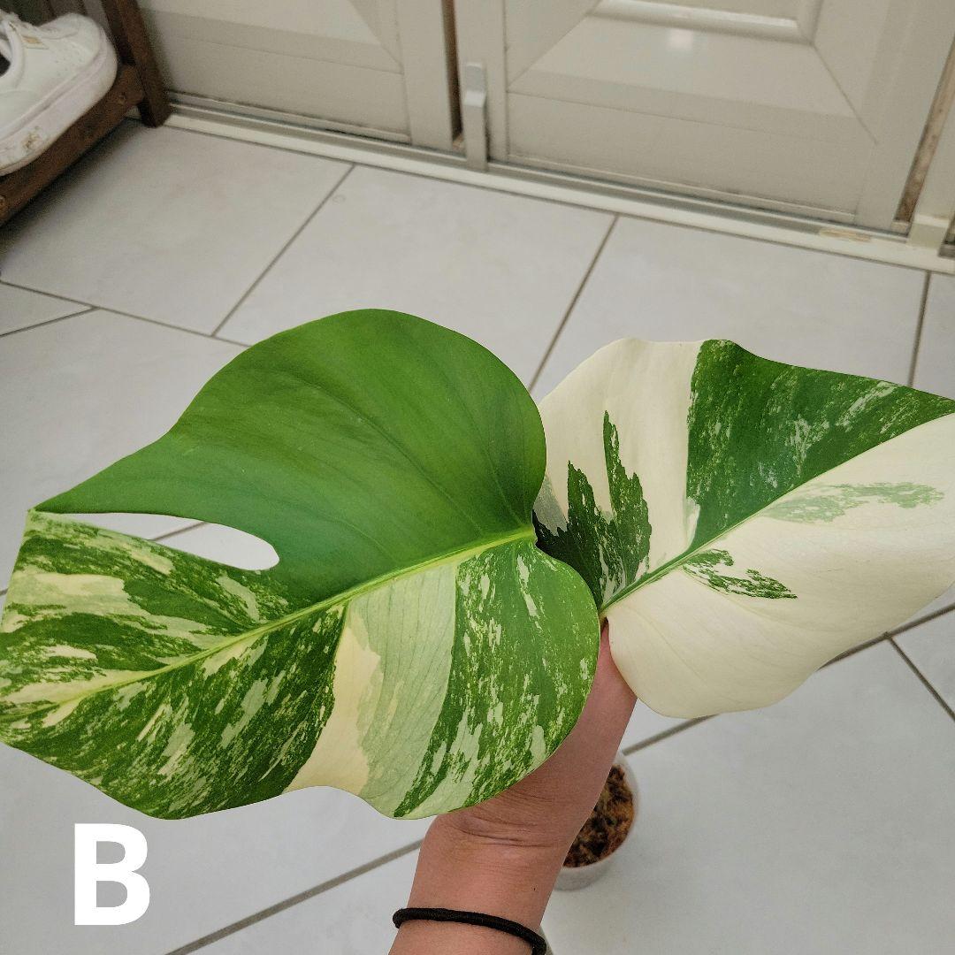 ガジュマルの風水は⁈幸せの木の花言葉・おすすめ通販・飾り方・育て方の詳細