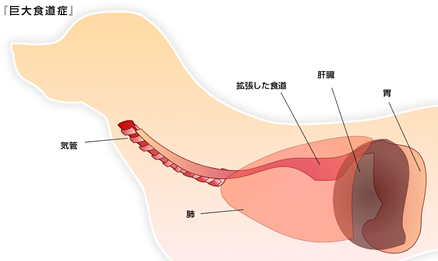 獣医師監修 犬の巨大食道症とは？先天的に発症しやすい犬種や対症療法についてご紹介します - petan