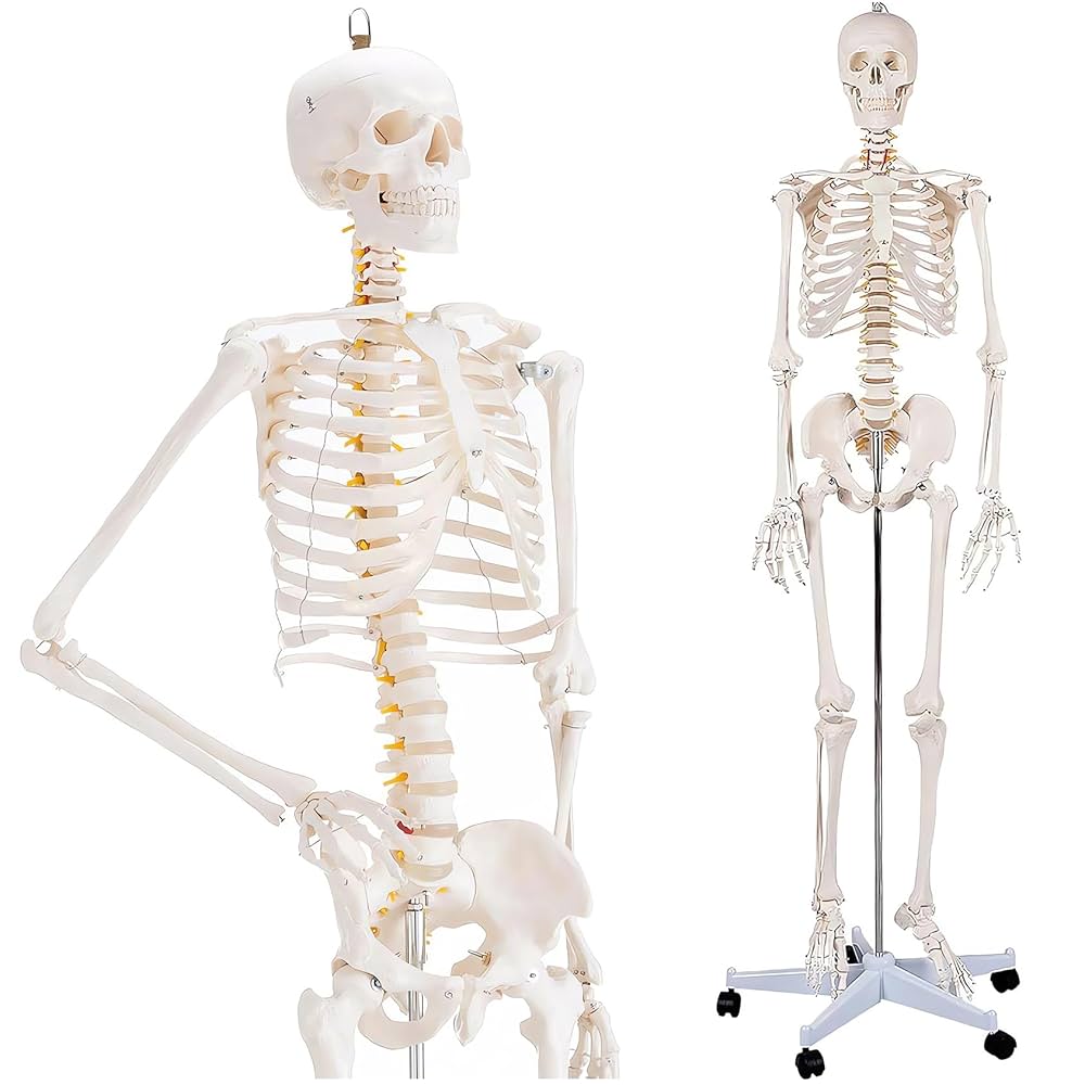 楽天市場 人体模型 骨格模型 全身骨格 模型 1 2サイズ 高さ85cm 間接模型 骨格標本 骨模型 骸骨模型 人骨模型 骨格 人体 モデルヒューマンスカル 骸骨 ガイコツ 可動 靭帯 全身模型 教材 実験 接骨院 整骨院 ハロウィン 7ウェルネ : セブンショップ楽天市場店