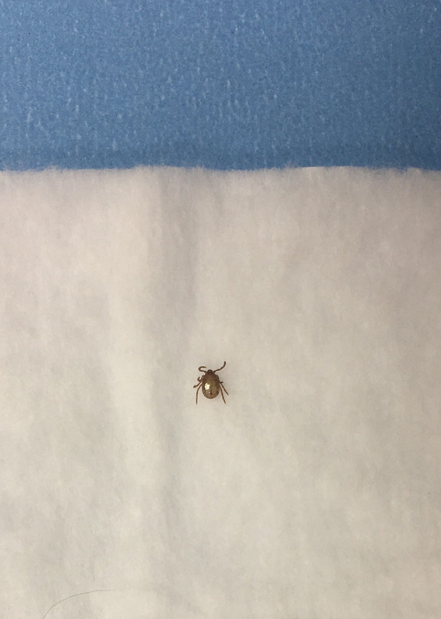 マダニの観察 : 自然観察大学ブログ