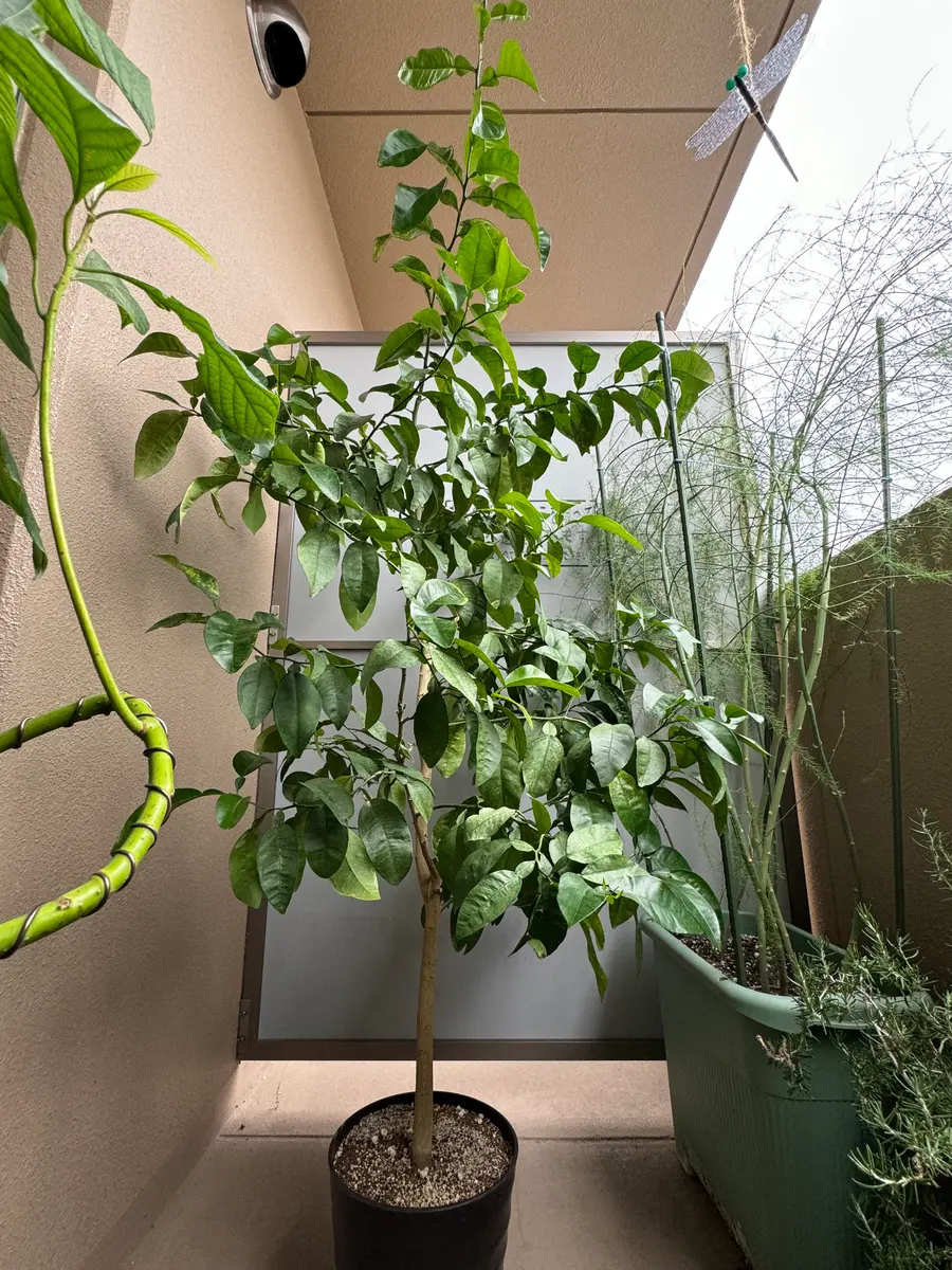 最近撮った写真は:グレープフルーツの木ハワイ滞在40回を越え、コンペ優勝もしたフラダンス、シニアの終の棲家探し始まるブログ。皆様に感謝しながら毎日です