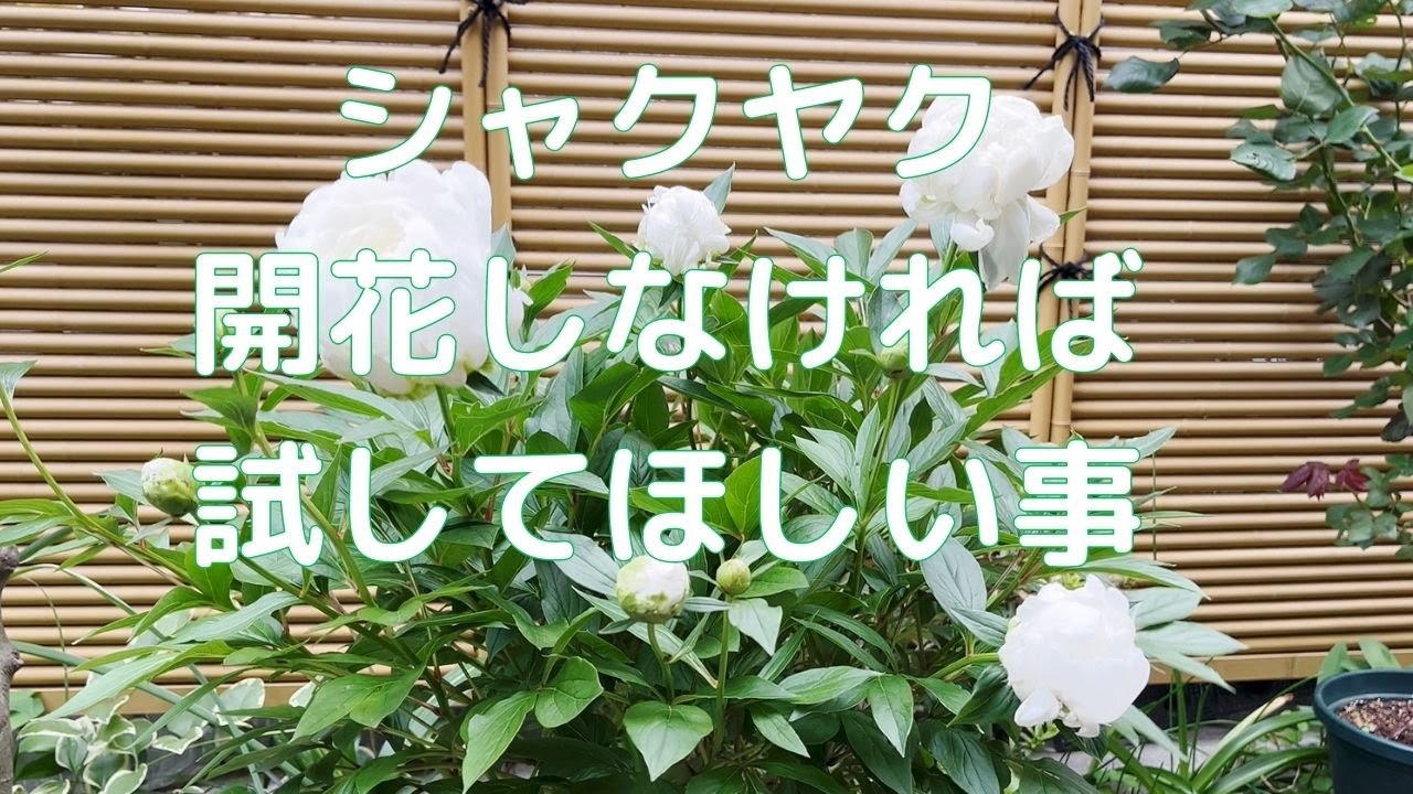 芍薬の蕾を上手に咲かせるポイントBiene Bee