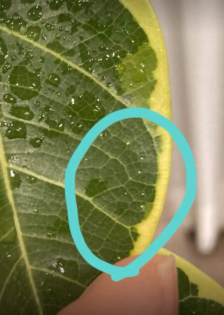 ゴムの木の葉っぱに白い粒というか白い斑点が出来ています。2週 園芸相談Q＆Aみんなの趣味の園芸