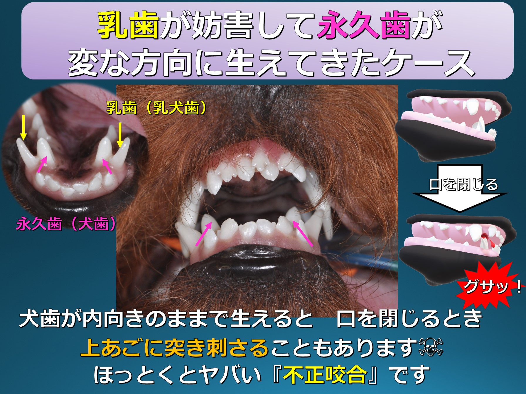 生活歯髄切断法 犬歯を短くし丸める 犬と猫の口と歯の病気は歯科専門のとだ動物病院へ